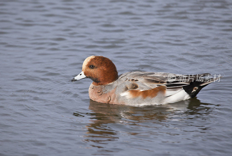 野生德雷克欧亚Wigeon, Anas penelope，游泳在一个池塘，与复制空间